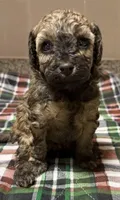 AKC Sable Venice , a female Poodle - Toy  for sale in New York City, NY – Photo 5 of 5