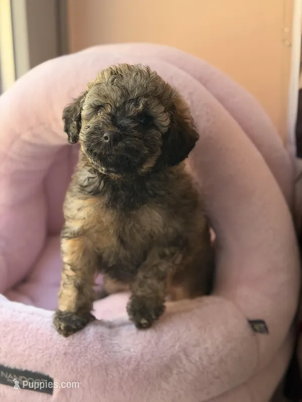 AKC Sable Venice  – Poodle - Toy  puppy for sale in New York City, NY