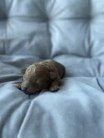 AKC Fleur , a female Poodle - Toy  for sale in New York City, NY – 3 of 3