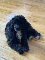 AKC Donna , a female Poodle - Miniature  for sale in New York City, NY – 1 of 5