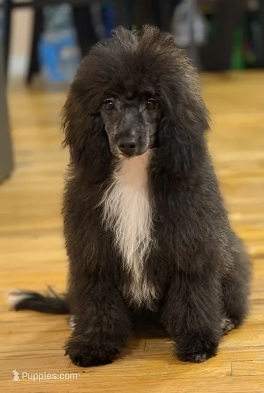 AKC Donna  – Poodle - Miniature  puppy for sale in Bronx, NY