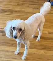 AKC Lulu , a female Poodle - Miniature  for sale in New York City, NY – 2 of 2