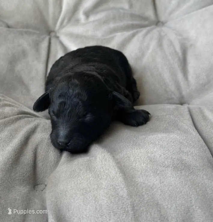 AKC Midnight  – Poodle - Toy  puppy for sale in New York City, NY