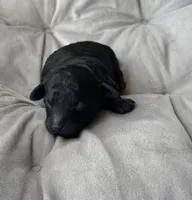 AKC Midnight , a male Poodle - Toy  for sale in New York City, NY – Photo 1 of 2