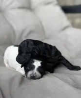 AKC Midnight , a male Poodle - Toy  for sale in New York City, NY – Photo 2 of 2