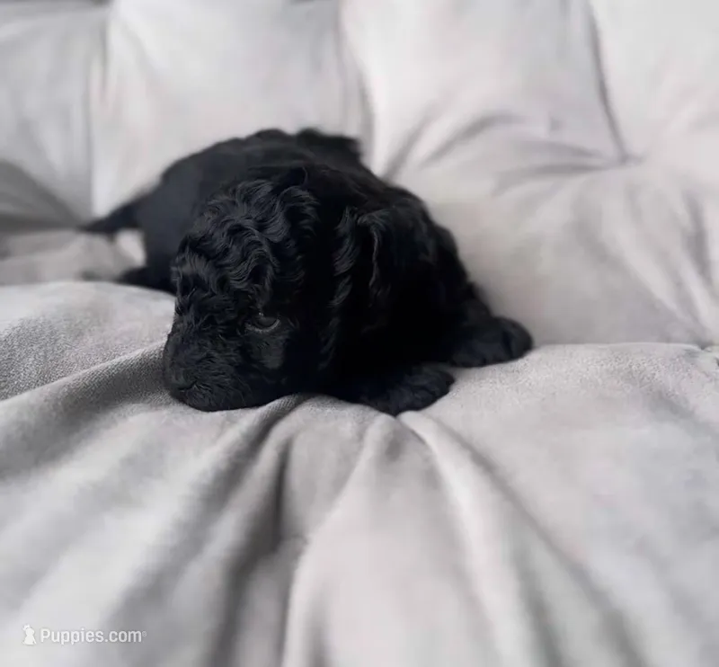 AKC Midnight  – Poodle - Toy  puppy for sale in New York City, NY