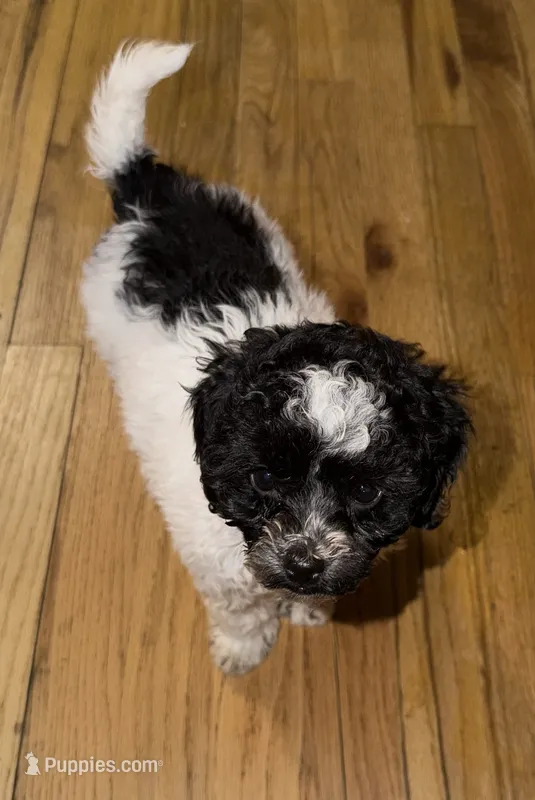 AKC Storm – Poodle - Toy  puppy for sale in New York City, NY