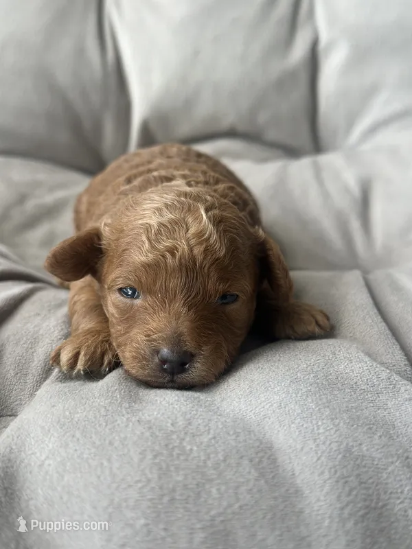 AKC Fleur  – Poodle - Toy  puppy for sale in New York City, NY