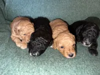AKC Natalie , a female Poodle - Miniature  for sale in New York City, NY – 3 of 3