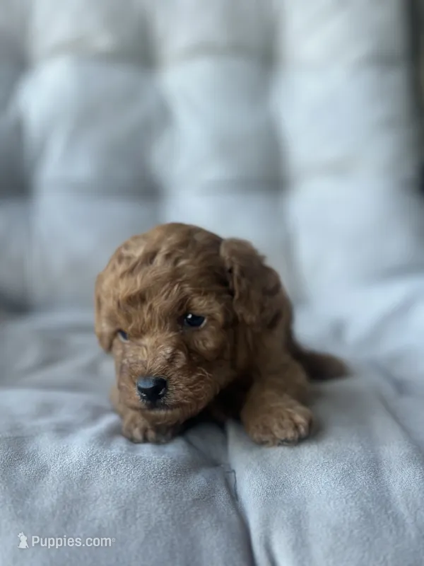 AKC Rocko – Poodle - Toy  puppy for sale in Bronx, NY
