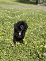 AKC Italy, a female Poodle - Toy  for sale in Bronx, NY – 7 of 7