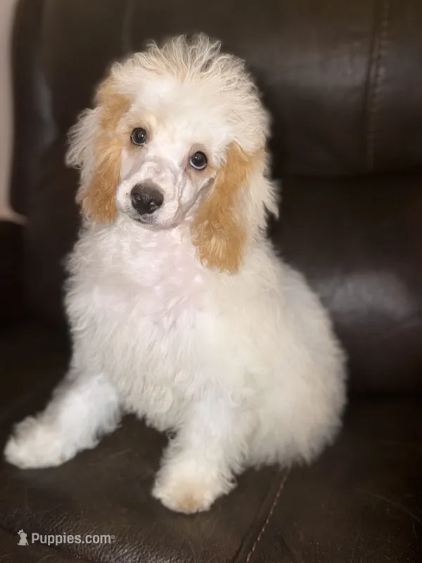 AKC Albert – Poodle - Toy  puppy for sale in New York City, NY