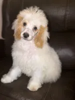 AKC Albert, a male Poodle - Toy  for sale in Bronx, NY – 1 of 7