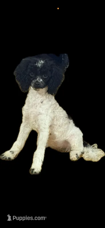 AKC Storm – Poodle - Toy  puppy for sale in New York City, NY