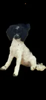 AKC Storm, a female Poodle - Toy  for sale in New York City, NY – 1 of 6