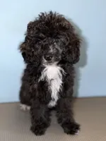 AKC Donna , a female Poodle - Miniature  for sale in Bronx, NY – 1 of 6