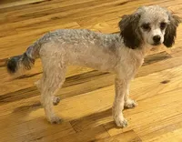 AKC Venice , a female Poodle - Toy  for sale in New York City, NY – 1 of 8