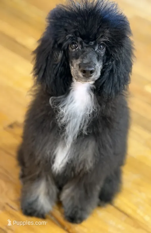 AKC Carmy – Poodle - Miniature  puppy for sale in Bronx, NY