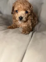 AKC Tiny Nico, a male Poodle - Toy  for sale in Bronx, NY – 3 of 3
