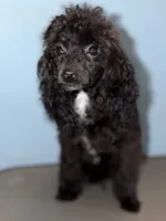 AKC Italy, a female Poodle - Toy  for sale in Bronx, NY – 2 of 7