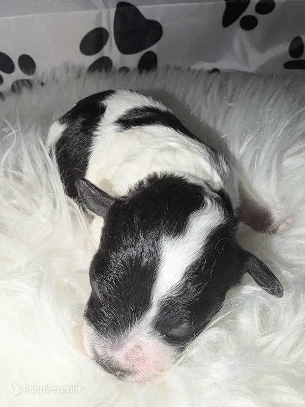 AKC Parti Male 2 – Poodle - Toy  puppy for sale in New York City, NY