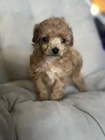 AKC Tiny Nico, a male Poodle - Toy  for sale in Bronx, NY – 1 of 3