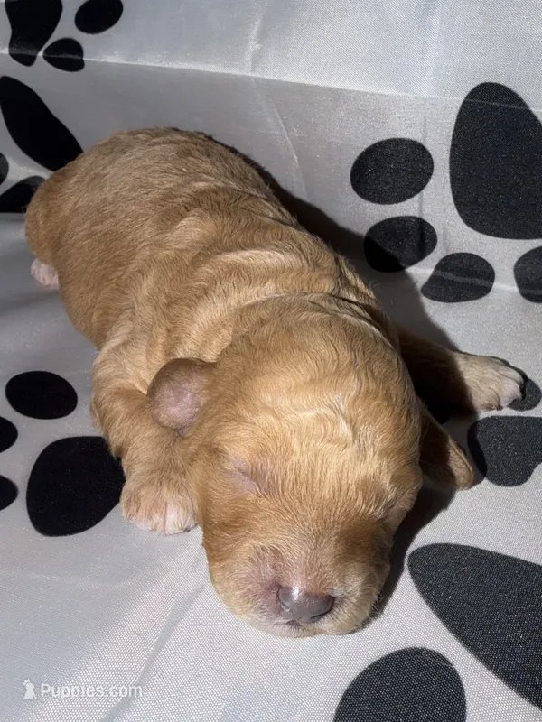 AKC Apricot 1 – Poodle - Miniature  puppy for sale in New York City, NY