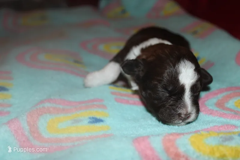 Runtz – Lhasapoo, Shih Tzu puppy for sale in Bronx, NY