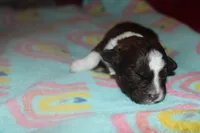 Runtz, a female Lhasapoo and Shih Tzu for sale in Bronx, NY – 1 of 2