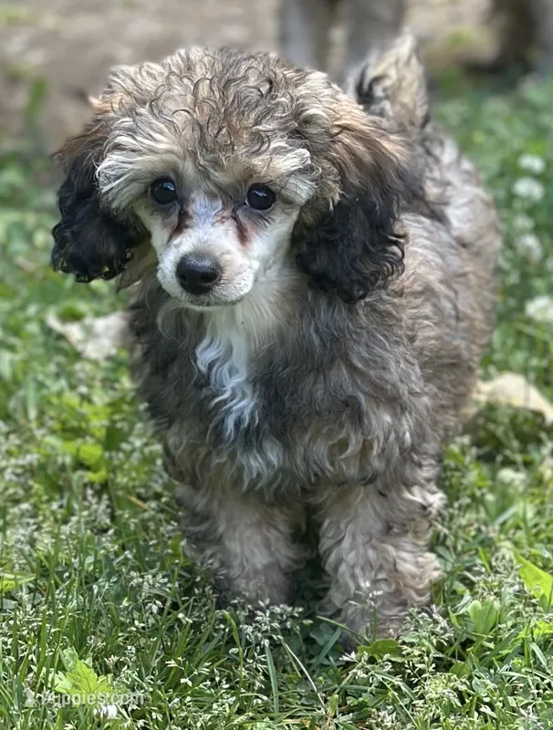 AKC Rome  – Poodle - Toy  puppy for sale in New York City, NY
