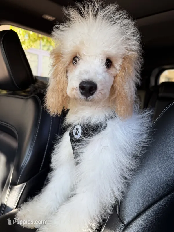 AKC Albert – Poodle - Toy  puppy for sale in Bronx, NY