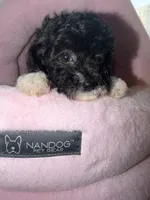 AKC Luca, a male Poodle - Toy  for sale in New York City, NY – 1 of 3