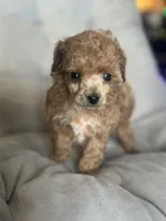AKC Tiny Nico, a male Poodle - Toy  for sale in Bronx, NY – 2 of 3