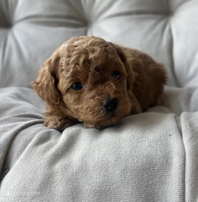 AKC Fleur  – Poodle - Toy  puppy for sale in New York City, NY