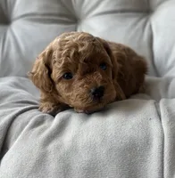 AKC Fleur , a female Poodle - Toy  for sale in New York City, NY – 2 of 7