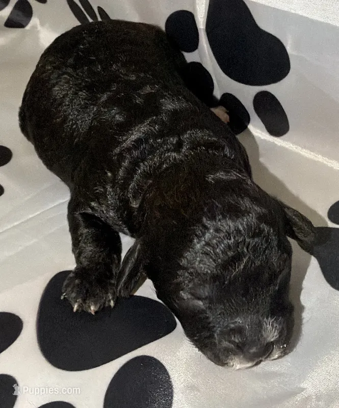 AKC Blk Abstract  – Poodle - Miniature  puppy for sale in New York City, NY