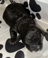 AKC Blk Abstract , a female Poodle - Miniature  for sale in New York City, NY – 1 of 1