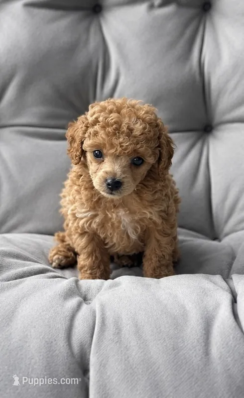 AKC Tiny Nico – Poodle - Toy  puppy for sale in Bronx, NY