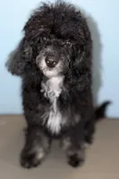 AKC Carmy, a female Poodle - Miniature  for sale in Bronx, NY – 1 of 5