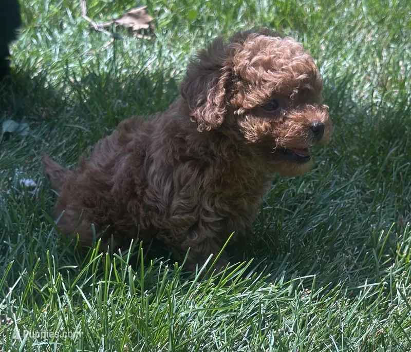 AKC Fleur  – Poodle - Toy  puppy for sale in New York City, NY