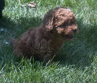 AKC Fleur , a female Poodle - Toy  for sale in New York City, NY – 1 of 7