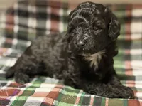 AKC Italy , a female Poodle - Toy  for sale in New York City, NY – Photo 1 of 7