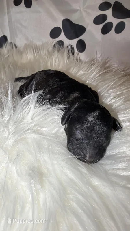 AKC Italy  – Poodle - Toy  puppy for sale in New York City, NY