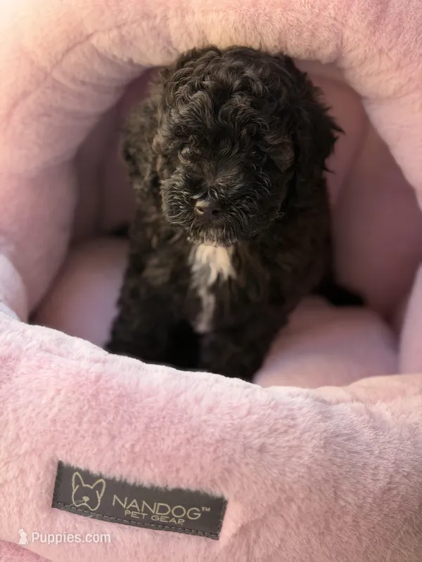 AKC Italy  – Poodle - Toy  puppy for sale in New York City, NY