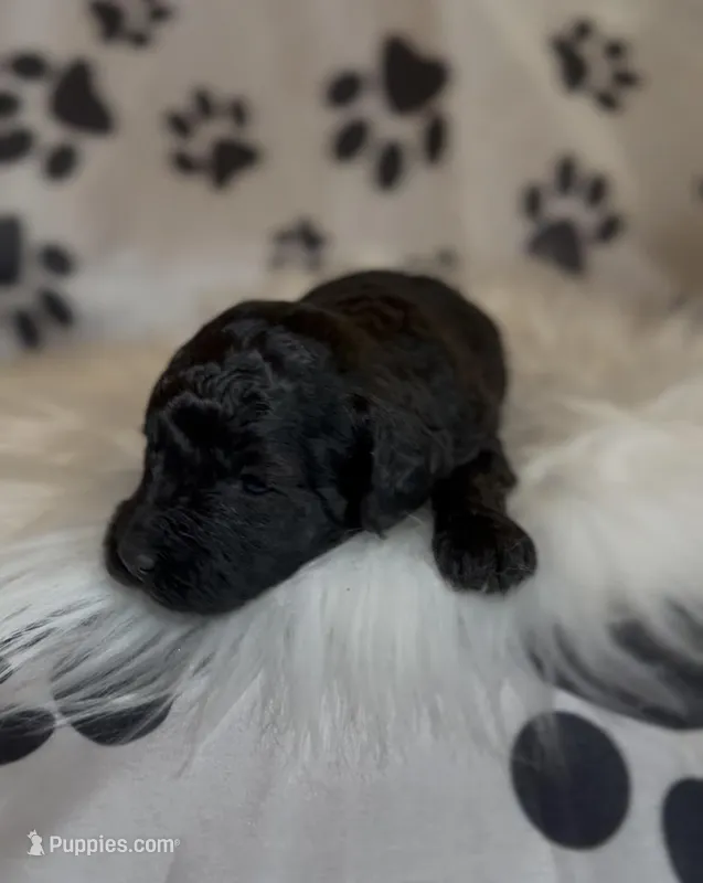 AKC Italy  – Poodle - Toy  puppy for sale in New York City, NY