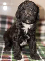 AKC Italy , a female Poodle - Toy  for sale in New York City, NY – Photo 6 of 7