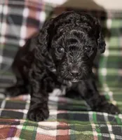AKC Italy , a female Poodle - Toy  for sale in New York City, NY – Photo 7 of 7