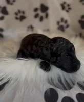 AKC Italy , a female Poodle - Toy  for sale in New York City, NY – Photo 4 of 4