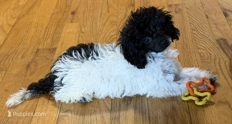 AKC Luca – Poodle - Toy  puppy for sale in New York City, NY