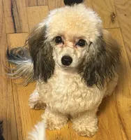 AKC Rome , a female Poodle - Toy  for sale in Bronx, NY – 2 of 7